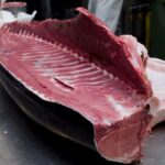 22 esemplari di tonno rosso sequestrati dalla Guardia di Finanza