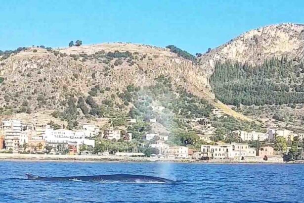 Un enorme capodoglio avvistato nel mare di Sant'Elia Un enorme capodoglio avvistato nel mare di Sant'Elia