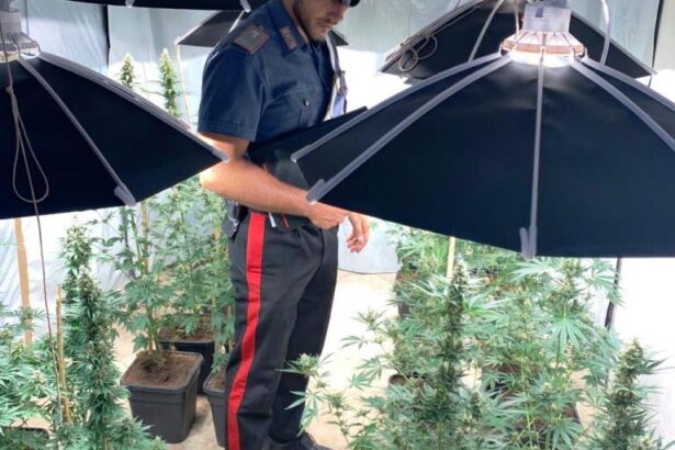 Una piantagione di droga ad Altofonte, in arresto un 26enne Una piantagione di droga ad Altofonte, in arresto un 26enne