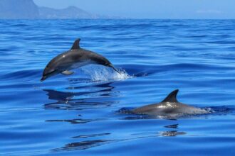 Lo spettacolo dei delfini nel mare di Sferracavallo (VIDEO)