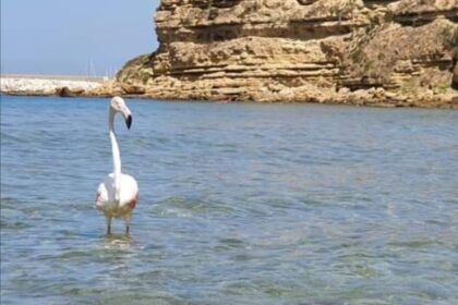 Spettacolo sulla spiaggia di Balestrate, avvistato fenicottero rosa