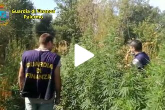 Oltre 2900 piante di droga a Monreale, scatta il blitz della Finanza (VIDEO)