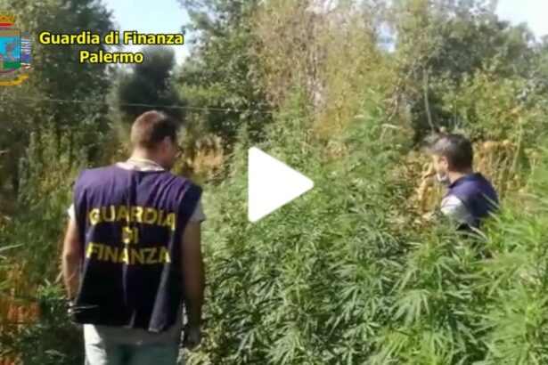 Oltre 2900 piante di droga a Monreale, scatta il blitz della Finanza (VIDEO) Oltre 2900 piante di droga a Monreale, scatta il blitz della Finanza (VIDEO)