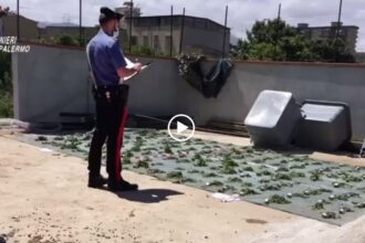 VIDEO | Una serra di droga nella villetta, pensionato arrestato a Villagrazia