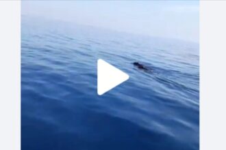 Due cinghiali nuotano a mare a 5 miglia dalla Sicilia, il video è incredibile