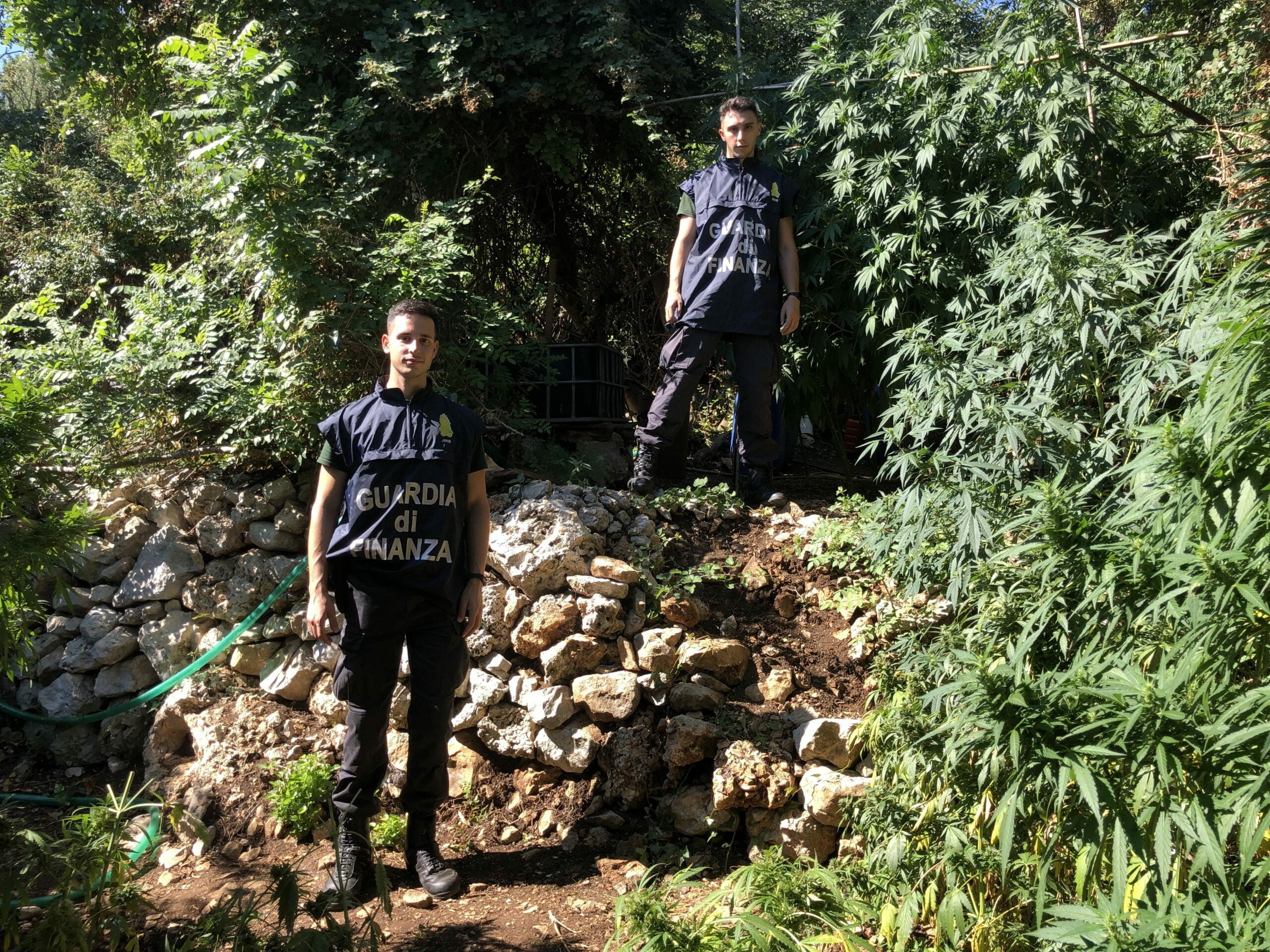 Sequestrata maxi piantagione di droga a Carini, valeva 350mila euro