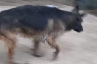 Orrore ad Alcamo, cane muore affogato in una villa