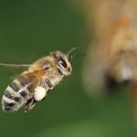 «In arrivo finanziamenti per gli apicoltori e il miele di Sicilia»