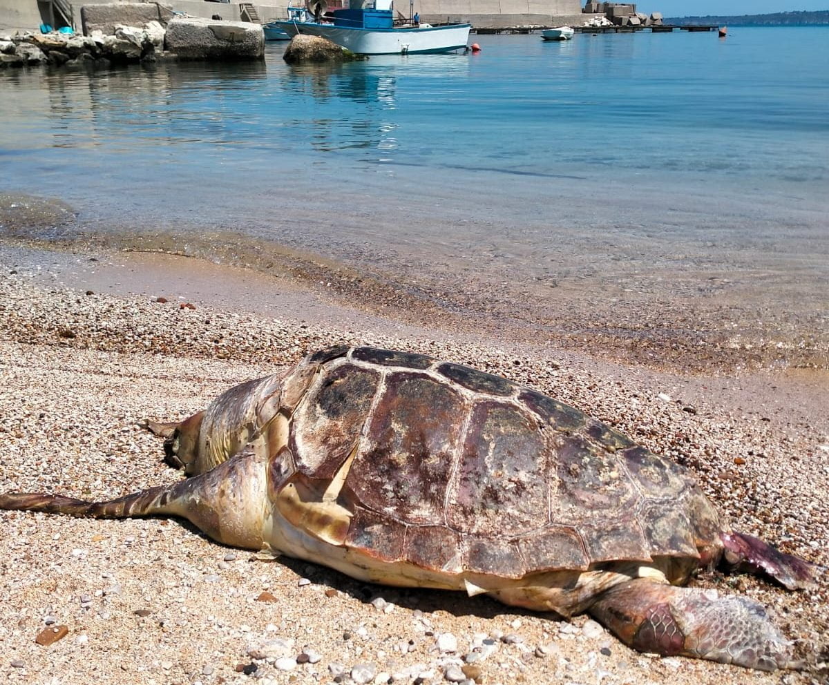 Una tartaruga morta trovata sulla spiaggia di Trappeto