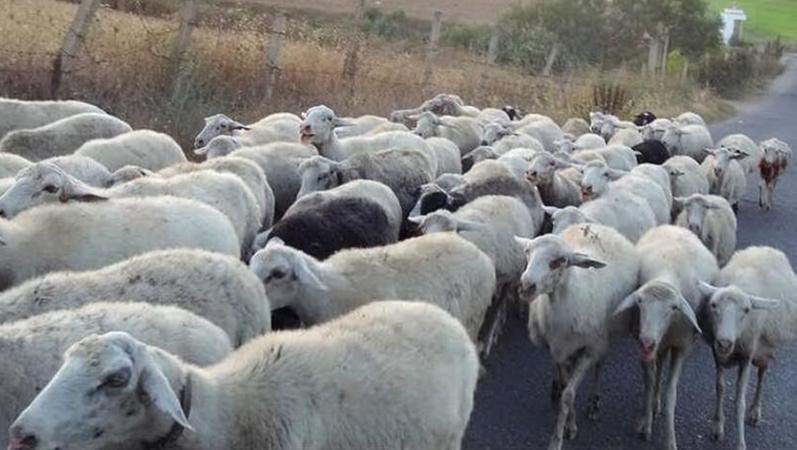 Treno investe gregge, strage di pecore in provincia di Palermo