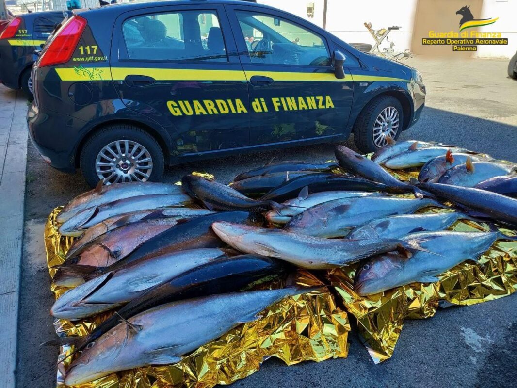 Pesca 25 ricciole di 600 chili a Capo Gallo, sequestro, denuncia e donazione ai poveri La Stazione Navale GdF di Palermo ha sorpreso una imbarcazione da pesca nell'Aerea Marina Protetta di Capo Gallo. Il tempestivo intervento dei finanzieri ha consentito di sottoporre a sequestro di 600 Kg di ricciola che sono stati devoluti a diversi istituti caritatevoli.