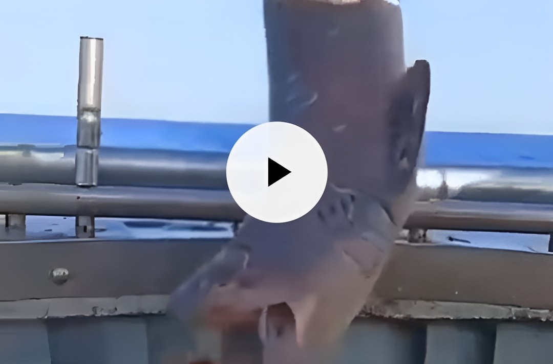 Gesto straordinario in Sicilia: pescatori liberano uno squalo intrappolato nelle reti Incredibile quanto accaduto nei giorni scorsi al largo di Porto Empedocle, provincia di Agrigento, dove un gruppo di pescatori siciliani si è reso protagonista di un gesto davvero esemplare, liberando uno squalo capopiatto accidentalmente finito nelle loro reti. Una storia che sta facendo il giro del web e riempiendo di orgoglio tutti gli amanti degli animali.