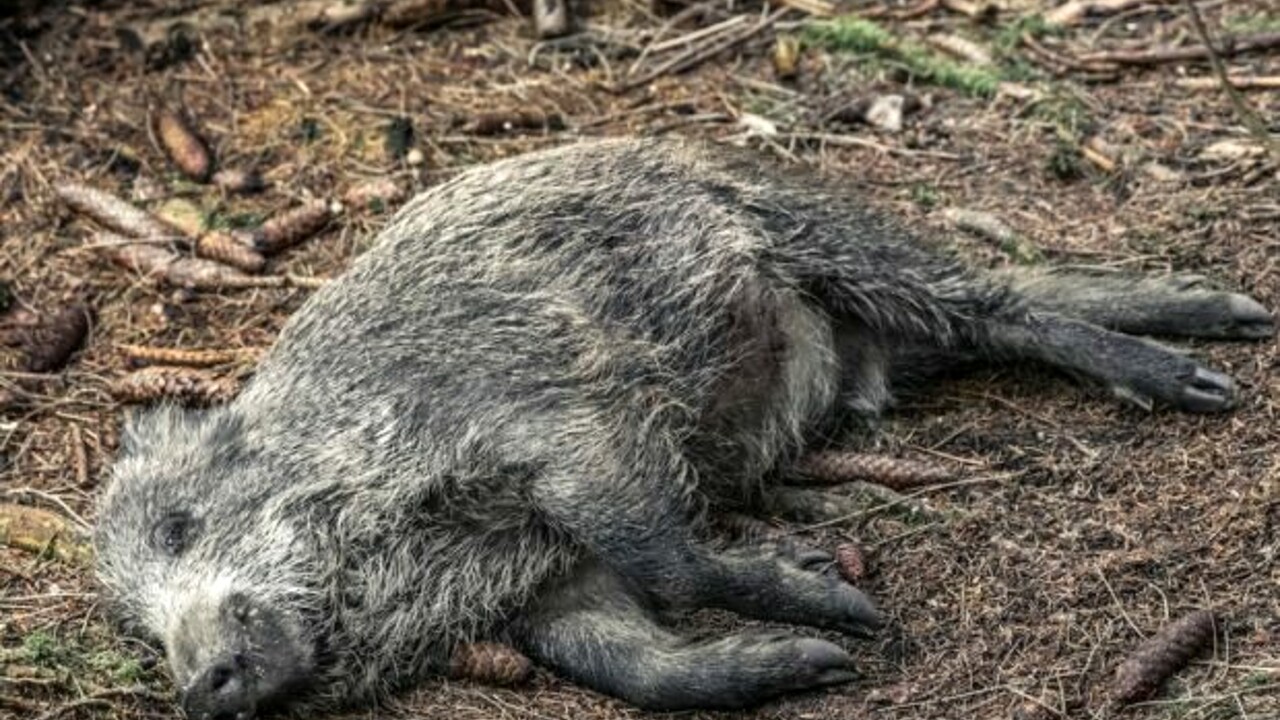 L'Istituto Zooprofilattico della Sicilia è al lavoro per mettere in campo strategie di prevenzione contro il rischio di diffusione della peste suina africana nell'Isola. L'allarme è stato lanciato dopo la pubblicazione in Gazzetta Ufficiale del piano nazionale di abbattimento e cattura dei cinghiali, il cui numero troppo elevato può favorire la trasmissione della malattia.
