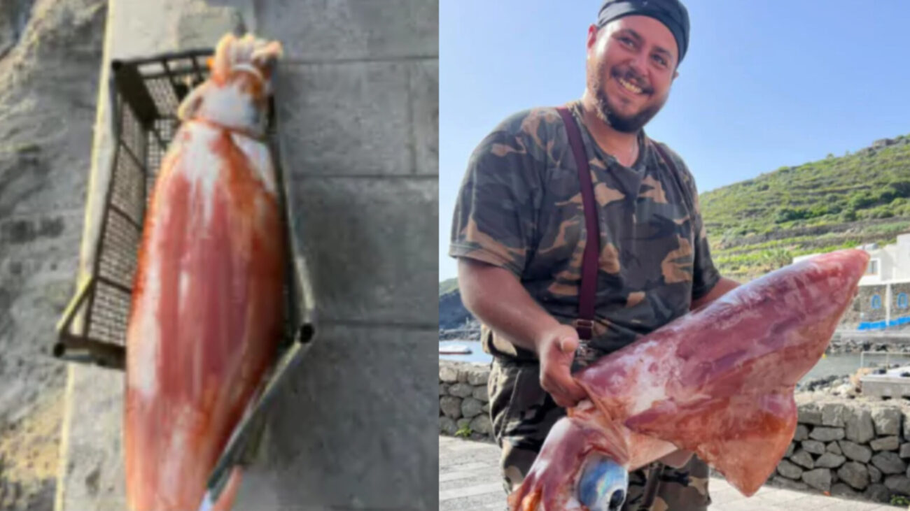Pesca record a Pantelleria: catturati due calamari giganti da oltre 15 chili Davide Errera e Andrea Rizzo, due talentuosi pescatori di Pantelleria, ieri hanno portato a casa un bottino sorprendente. Senza fatica e quasi per caso, sono riusciti a catturare due calamari giganti: uno da 16,760 e l'altro da 15,570 chili.