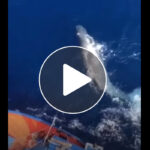 Meraviglie nello Stretto di Messina: la danza della balenottera (VIDEO)