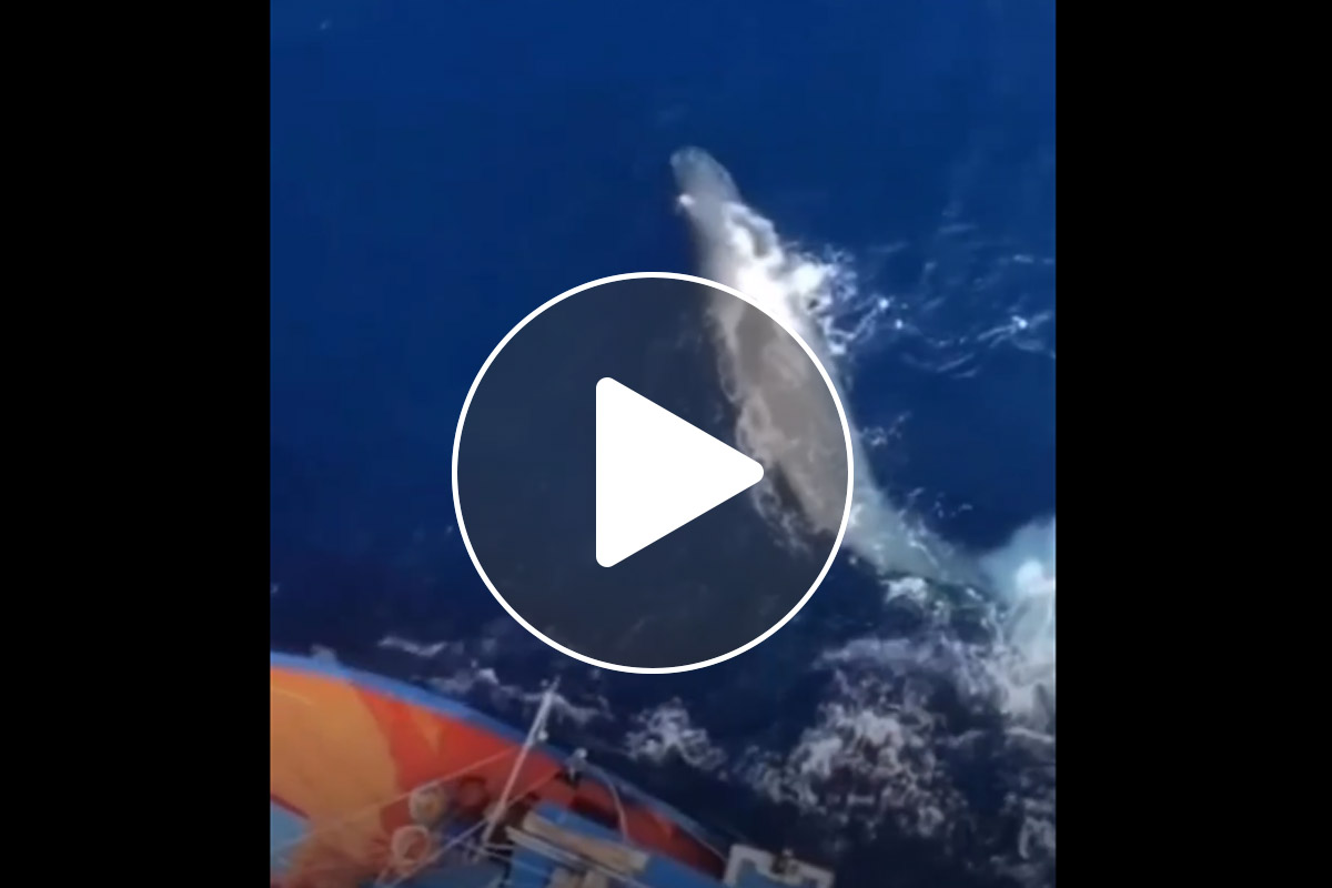 Meraviglie nello Stretto di Messina: la danza della balenottera (VIDEO) Uno spettacolo della natura ha incantato in questi giorni chi si trovava a navigare nello Stretto di Messina, il braccio di mare che separa Calabria e Sicilia. Una balenottera di circa 20 metri è stata filmata mentre “giocava” intorno a un’imbarcazione locale, la “Passerella”, utilizzata dai pescatori per la pesca del pesce spada.