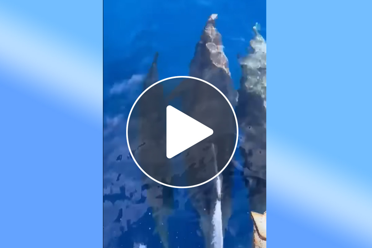 Salti e piroette dei delfini alle Eolie: lo spettacolo mozzafiato a Salina e Panarea