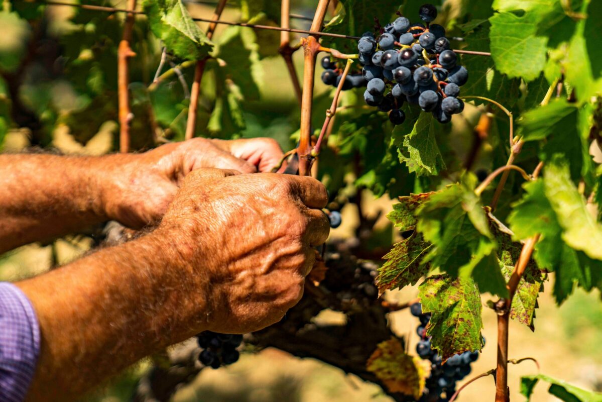 Palermo - La vendemmia Sicilia DOC 2023 ha preso ufficialmente il via in questi primi giorni di agosto, nonostante le difficoltà di un'annata climatica complessa che ha condizionato la produzione. Piogge e temperature al di sopra della media hanno messo a dura prova le vigne, riducendo il raccolto di circa il 35%.