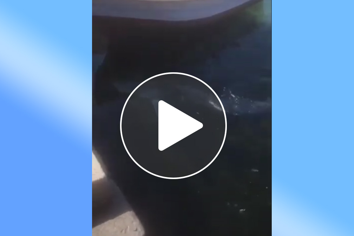 Attimi di panico oggi su una spiaggia di Palermo, dove alcuni bagnanti hanno dato l'allarme segnalando la presenza di uno squalo molto vicino alla riva. È successo sul litorale di Romagnolo, precisamente nella zona di Sant'Erasmo, dove diversi bagnanti hanno notato un lungo pesce simile a uno squalo nuotare a pochi metri dalla battigia.