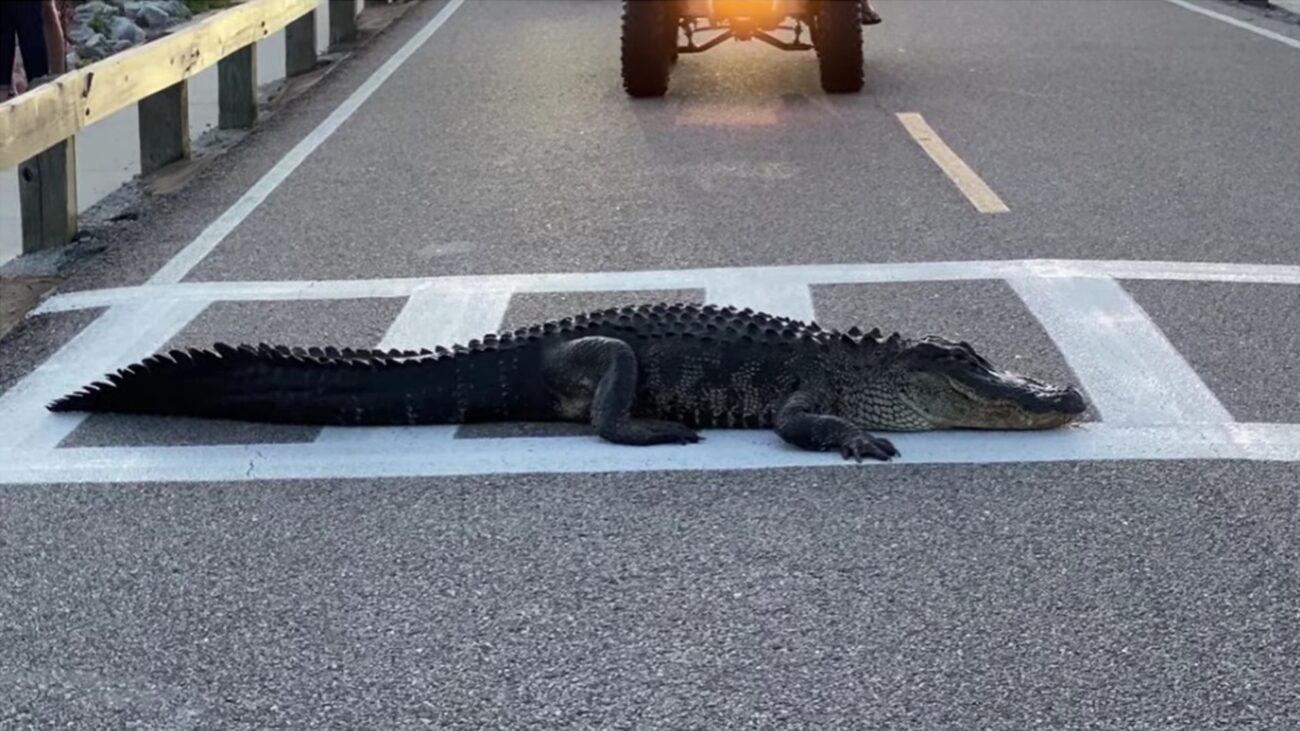 Sono ancora in corso a San Giovanni Gemini, in provincia di Agrigento, le ricerche di un coccodrillo avvistato nei giorni scorsi in una zona isolata e difficilmente raggiungibile a piedi del torrente Mancuso. Per dare la caccia al rettile, lungo circa due metri, sono stati mobilitati anche i droni dei carabinieri forestali, che sorvoleranno la zona nella speranza di individuare l'animale dall'alto.