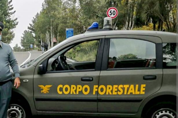 Rinforzi in arrivo per il Corpo Forestale con oltre 300 nuove assunzioni. Il Corpo Forestale siciliano così si prepara ad accogliere un consistente numero di nuovi agenti. Dopo una serie di vicissitudini e ricalcoli, la Regione ha annunciato che le nuove assunzioni saranno significativamente superiori alle previsioni iniziali. Lo dice il Giornale di Sicilia. Un'ottima notizia per un settore strategico nella tutela del patrimonio ambientale e nella prevenzione degli incendi boschivi.