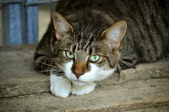 A Monreale, in provincia di Palermo, è in atto una vera e propria strage di gatti randagi che vengono investiti dalle auto in corsa su un tratto della strada provinciale 68 bis di Pezzingoli. Il limite di velocità su questa strada sarebbe di 30 km/h, ma in realtà le auto sfrecciano ad una velocità media di 100 km/h, con punte anche superiori, provocando la morte di 5-10 gatti al mese, secondo quanto denunciato dai residenti della zona.