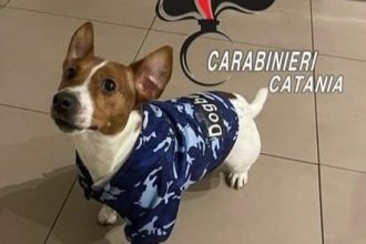 Salvataggio a lieto fine per un cagnolino di nome Mailon che ha rischiato di morire soffocato dopo aver ingerito del cibo raccolto da terra. A evitargli il tragico destino, il pronto intervento di una pattuglia del Nucleo Operativo della Compagnia Carabinieri di Catania Piazza Dante, che ha salvato la vita al piccolo Mailon, praticandogli le manovre necessarie a liberargli le vie respiratorie.