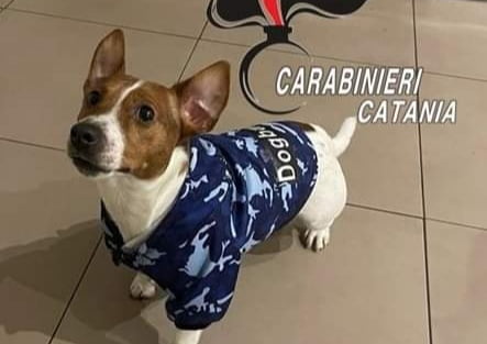 Cagnolino rischia di soffocare, provvidenziale intervento dei Carabinieri gli salva la vita Salvataggio a lieto fine per un cagnolino di nome Mailon che ha rischiato di morire soffocato dopo aver ingerito del cibo raccolto da terra. A evitargli il tragico destino, il pronto intervento di una pattuglia del Nucleo Operativo della Compagnia Carabinieri di Catania Piazza Dante, che ha salvato la vita al piccolo Mailon, praticandogli le manovre necessarie a liberargli le vie respiratorie.