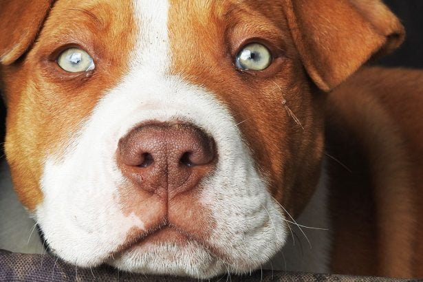 L'animale, un pitbull, è stato avvolto dalle fiamme sotto gli occhi increduli di alcuni passanti e residenti