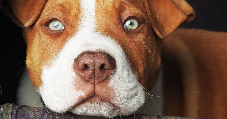 Orrore a Palermo, pitbull ucciso a coltellate al Foro Italico Ancora violenze nei confronti degli animali a Palermo. Ora è toccato ad un cane ucciso a colpi di arma da taglio. La vicenda il 19 agosto al Foro Italico. Il cane è stato ucciso da una coltellata inferta al polmone come accertato dai veterinari.