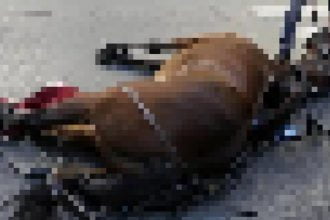 L'animale sarebbe morto durante la corsa per poi essere abbandonato sul ciglio della strada