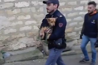 Cani maltrattati a Niscemi, intervento della polizia che li mette in salvo. Gli animali sono stati posti sotto sequestro