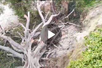 A Monreale è improvvisamente crollato uno degli alberi più imponenti della Sicilia, un enorme Ficus macrophylla ultracentenario che si trovava all'interno della Villa Comunale, ormai in stato di abbandono da decenni.
