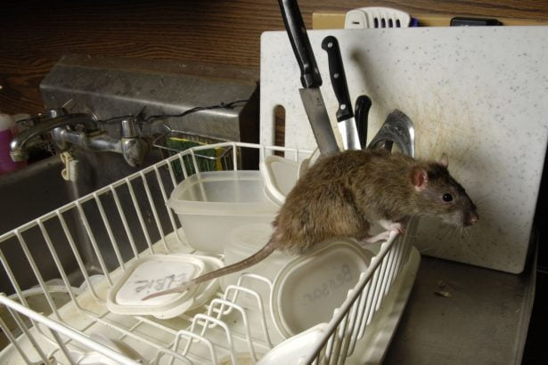 Cacca di topo, blatte e muffa: sequestrato panificio Sequestrati oltre 6 quintali di prodotti da forno e denunciati i titolari di 10 laboratori artigianali