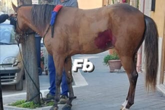 Nella mattinata di oggi un cavallo è fuggito dal calesse su cui viaggiava, seminando il panico per le strade di Ficarazzi, alle porte di Palermo. L'animale, imbizzarrito, ha provocato almeno due incidenti nel centralissimo corso Umberto, dove si è prima verificato uno schianto tra un'auto e una moto, che hanno cercato di evitare l'impatto con il quadrupede. I due mezzi si sono scontrati e il motociclista è finito violentemente sull'asfalto, riportando ferite lievi.