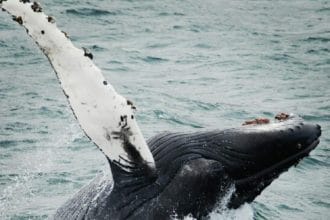 Avvistamento eccezionale. Ieri, martedì 21 febbraio 2024, è stato avvistato un esemplare di megattera (Megaptera novaeangliae) nel golfo di Catania