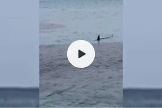 Palermo - Paura a Mondello, nota località balneare di Palermo, per l'avvistamento ravvicinato di due squali a pochi metri dalla riva. I due esemplari sono stati filmati mentre nuotavano vicino alla spiaggia.