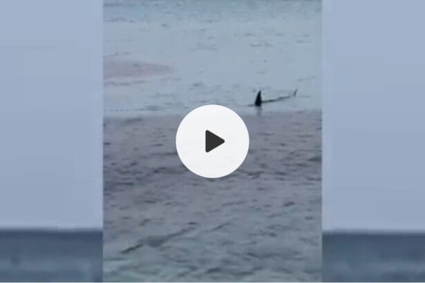 Palermo - Paura a Mondello, nota località balneare di Palermo, per l'avvistamento ravvicinato di due squali a pochi metri dalla riva. I due esemplari sono stati filmati mentre nuotavano vicino alla spiaggia.