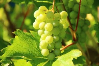 Un risultato straordinario che conferma ancora una volta l’eccellenza della produzione vinicola siciliana