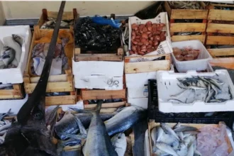 Nell'ambito dell'operazione "SpInnaker" della Guardia Costiera contro la pesca illegale, sono stati effettuati 220 controlli in Sicilia che hanno portato al sequestro di 44 tonnellate di prodotto ittico e alla contestazione di sanzioni per 133.000 euro. Tra i sequestri, 6 tonnellate di prodotti ittici scaduti e oltre 115 kg di neonata, esemplari sottomisura la cui cattura danneggia fortemente gli stock ittici.