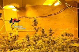 I carabinieri di Palermo hanno arrestato un uomo e denunciato il figlio dopo aver scoperto una serra di droga allacciata alla rete elettrica a Falsomiele