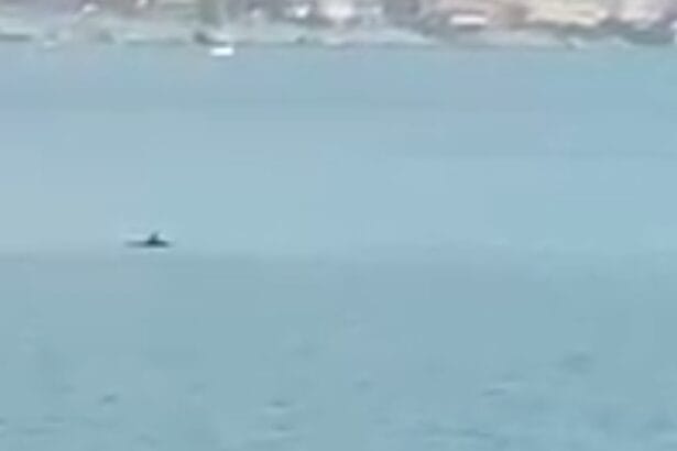 La magia dei delfini incanta le coste palermitane: avvistamento straordinario a Romagnolo L'avvistamento dei delfini a Romagnolo rappresenta un momento di gioia e di connessione con la natura
