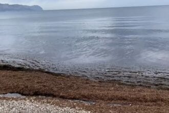 Allarme alga aliena in Sicilia, avvistata a Palermo. La sua comparsa potrebbe rappresentare l'inizio di un'invasione