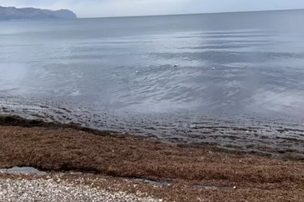 Allarme alga aliena in Sicilia, avvistata a Palermo. La sua comparsa potrebbe rappresentare l'inizio di un'invasione
