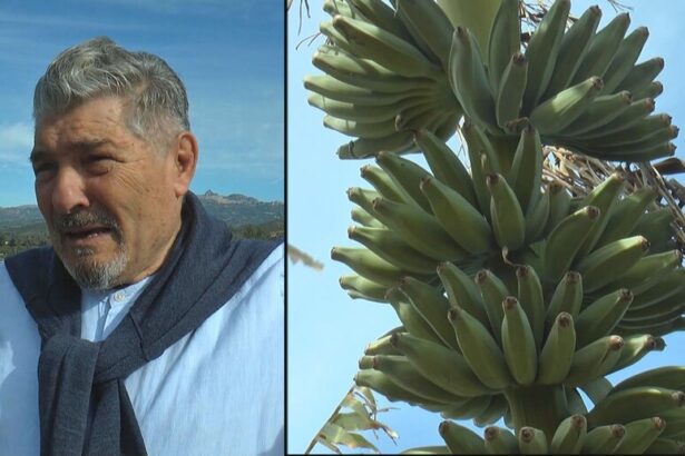 Manager siciliano emigrato torna in Sicilia e avvia piantagione di frutta esotica