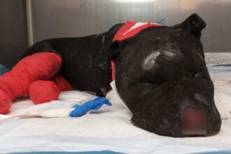 Il pm di Palermo ha chiesto l'archiviazione delle accuse nei confronti di C. R. 47 anni, che era indagato per aver dato alle fiamme, provocandone la morte due giorni dopo, il cane Aron lo scorso gennaio a Palermo.