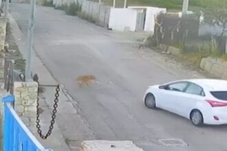 Scene davvero strazianti quelle riprese da una videocamera di sorveglianza