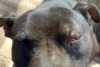 Il gruppetto sembrava determinato a portare a termine il folle gesto, incurante della sofferenza che avrebbe provocato al cane