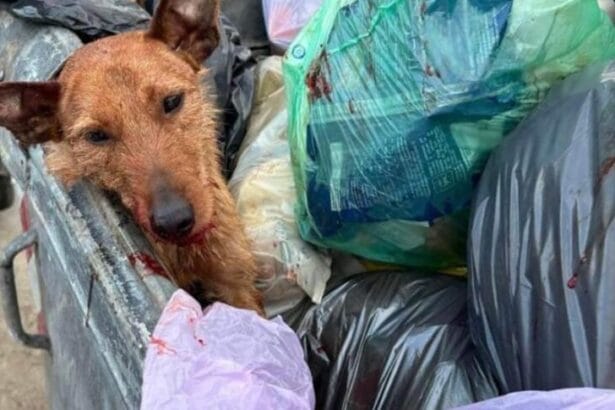 Palermo, cagnolino colpito con pistola e gettato nel cassonetto agonizzante Il cane ritrovato agonizzante all'interno di un sacchetto della spazzatura nella zona di Cruillas