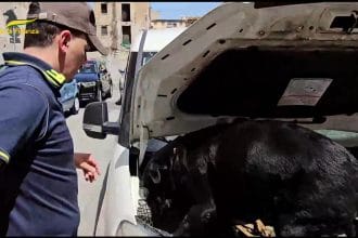 I finanzieri del Comando Provinciale di Palermo hanno sequestrato 3,5 kg di sostanza stupefacente di tipo cocaina, occultata in un furgone sottoposto a controllo in viale Regione Siciliana a Palermo.